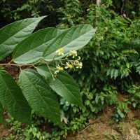 Microcos paniculata L.